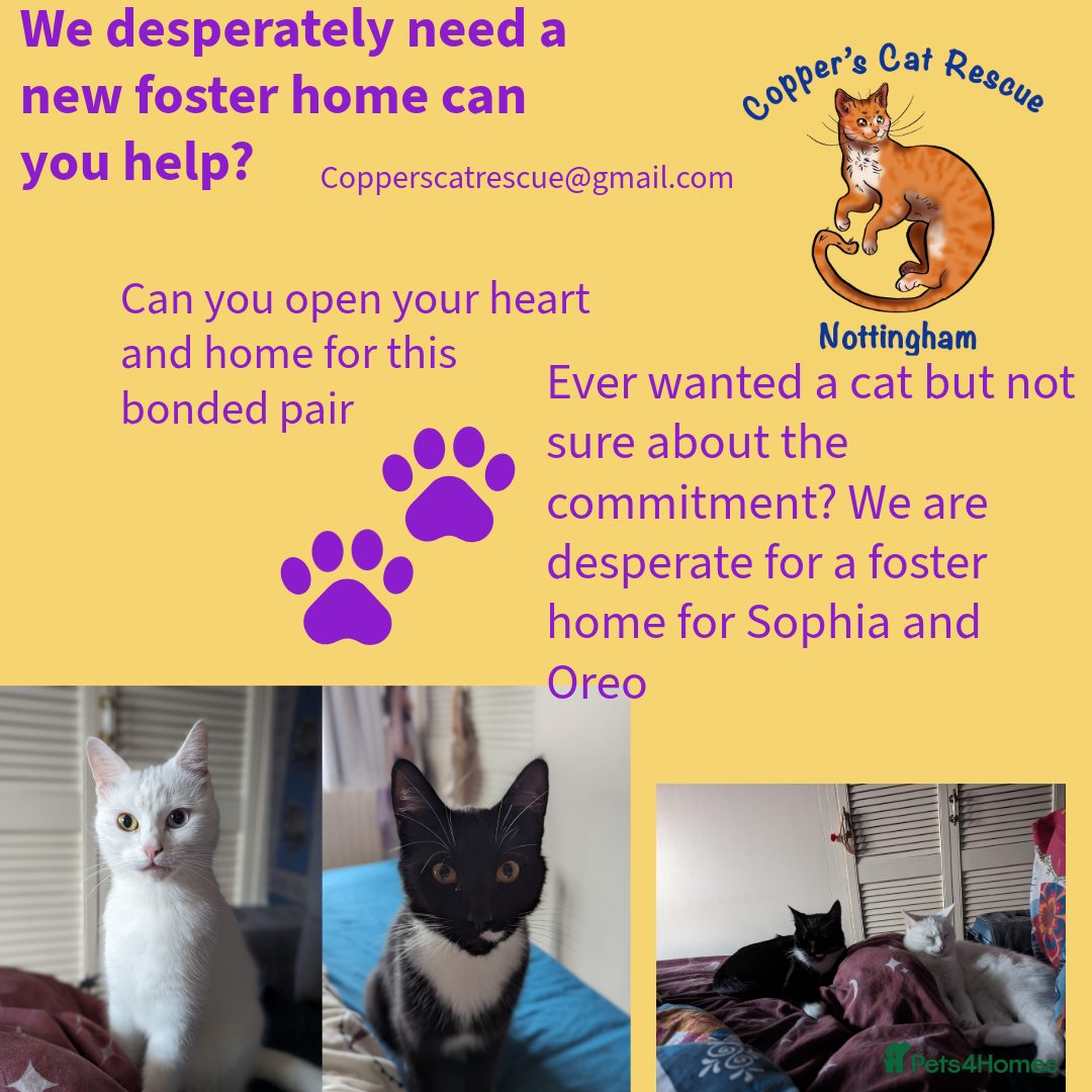 Mixed Breed cats for sale: Fosters needed ASAP - Image 1