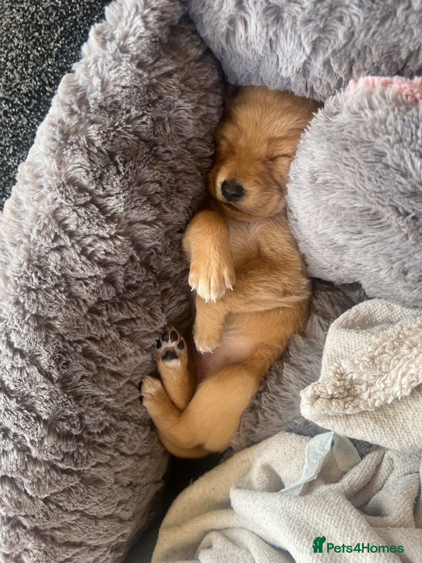 Mixed Breed dogs Lurcher cross Labrador puppies - Advert 18