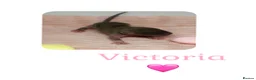 Rat rodents for sale: Baby Dumbo Rats  - Advert 10