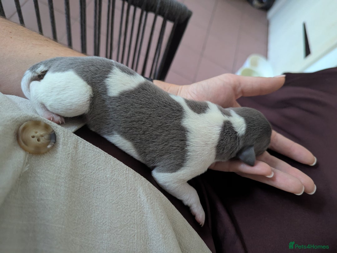 Whippet dogs for sale: Whippet Puppies for sale - Image 9
