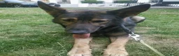 German Shepherd dogs for sale: Rehoming - Advert 3