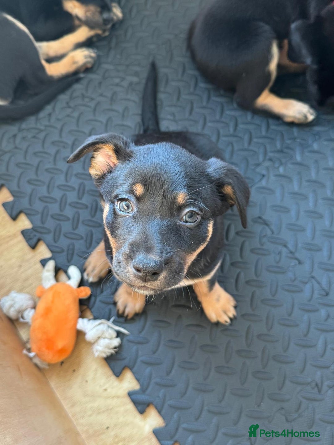 Mixed Breed dogs for sale: Australian Kelpie (75%) x Huntaway (25%) Puppies - Advert 4