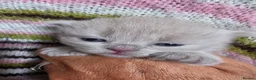 British Longhair cats for sale: TICA Registered British longhair kittens - Advert 21