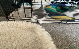 Mixed Breed cats for sale: We are all looking for homes soon - Image 3
