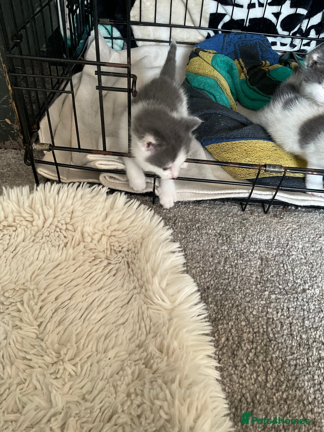Mixed Breed cats for sale: We are all looking for homes soon - Image 3