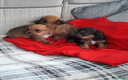 Chorkie dogs for sale: Chihuahua  Cross Yorkshire  - Image 22