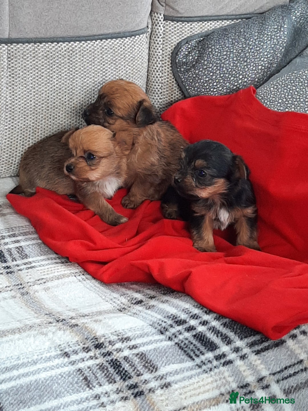Chorkie dogs for sale: Chihuahua  Cross Yorkshire  - Image 22