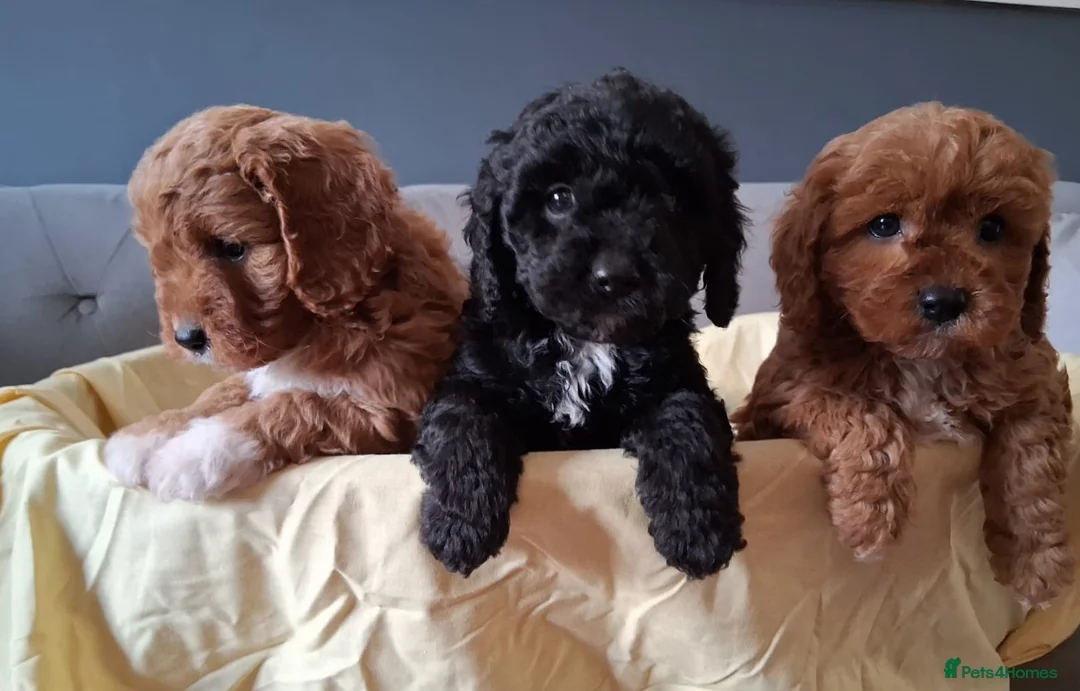 Cavapoo dogs for sale: Gorgeous cavapoo puppies health tested parents - Advert 1