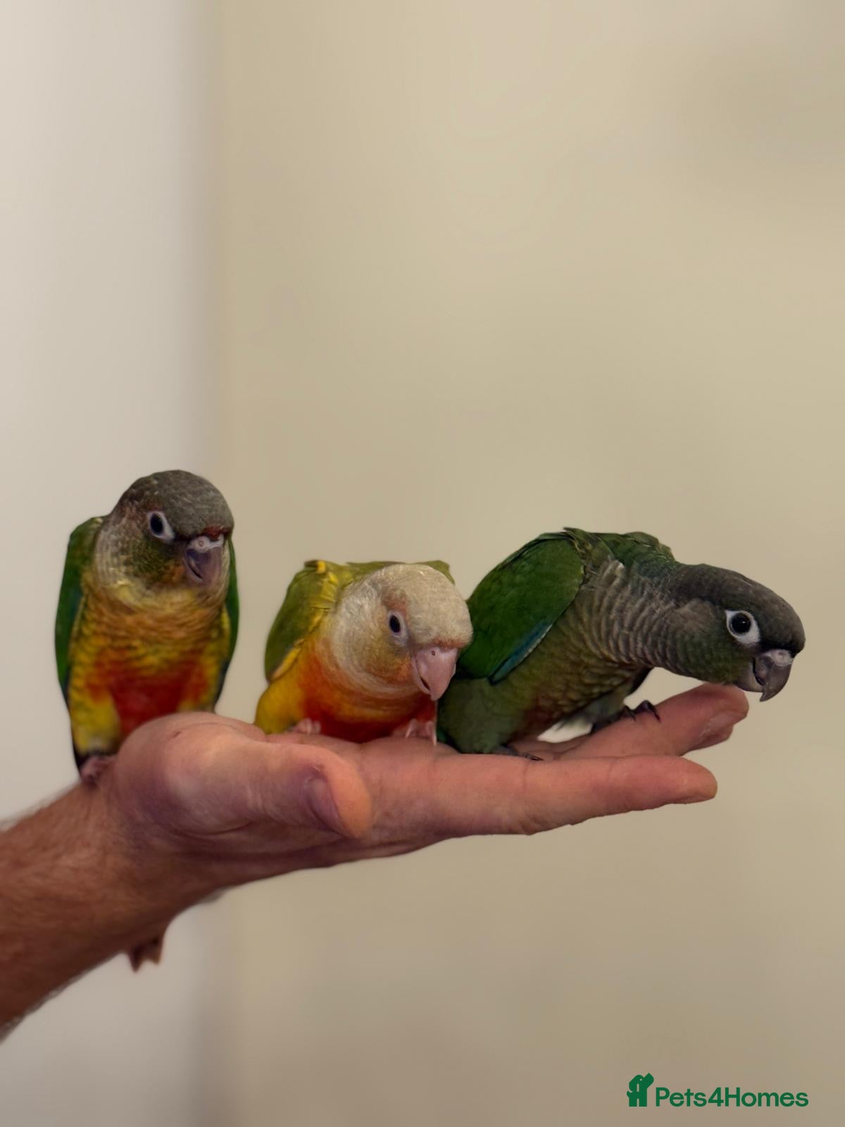 Conures birds Tamed baby conure - Advert 3