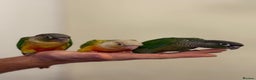 Conures birds for sale: Tamed baby conure - Advert 1