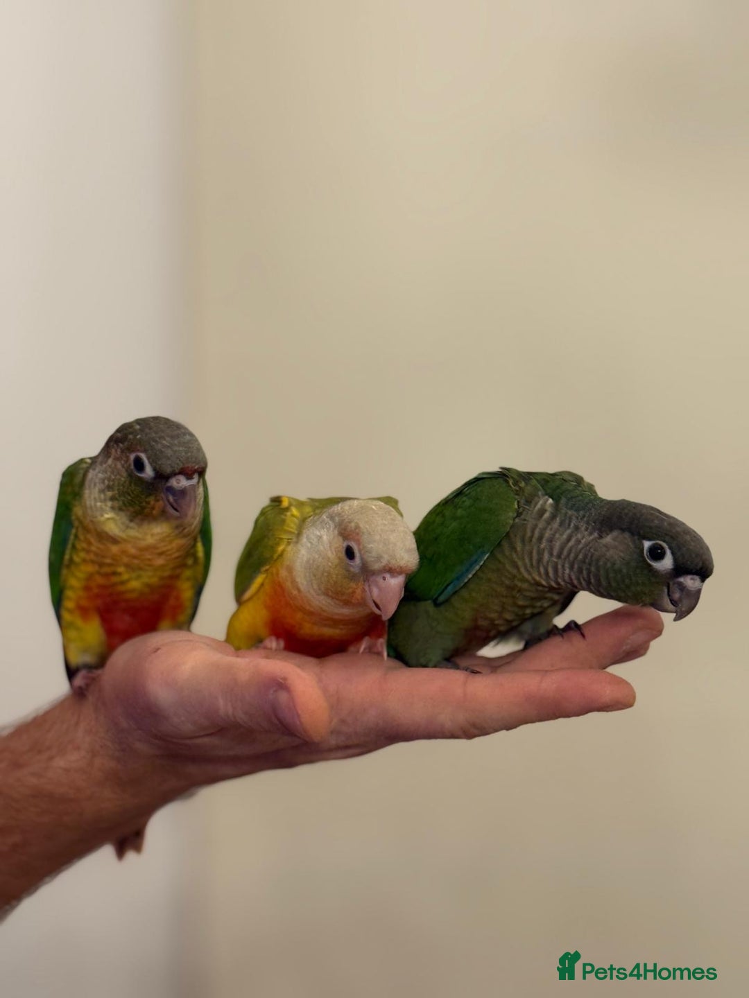 Conures birds for sale: Tamed baby conure - Advert 1