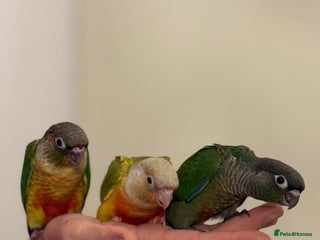 Conures birds Tamed baby conure - Advert 1