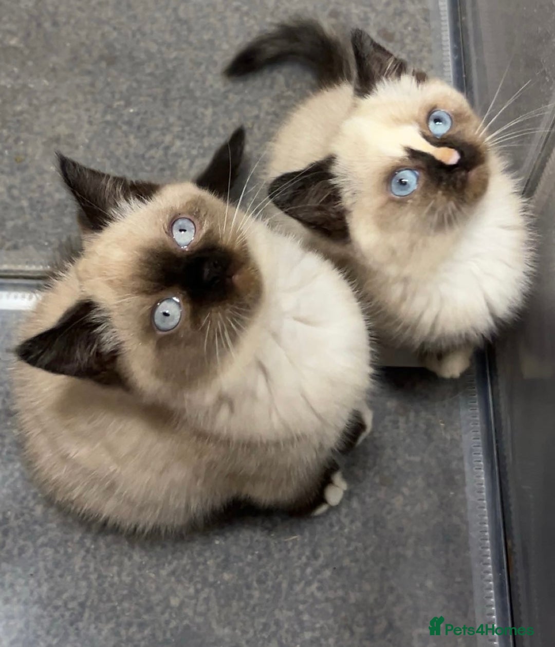 British Shorthair cats for sale: TICA Active BSH Colourpoint Kittens - Advert 9