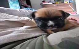 Boxer dogs for sale: Kc Boxer Puppies - Image 10