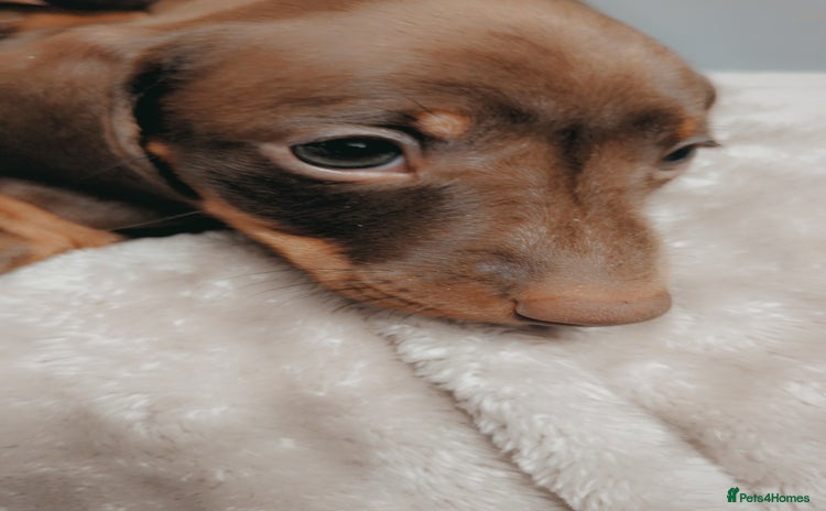 Miniature Dachshund dogs Chocolate & Tan Mini Dachshunds - Advert 5