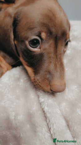 Miniature Dachshund dogs Chocolate & Tan Mini Dachshunds - Advert 5