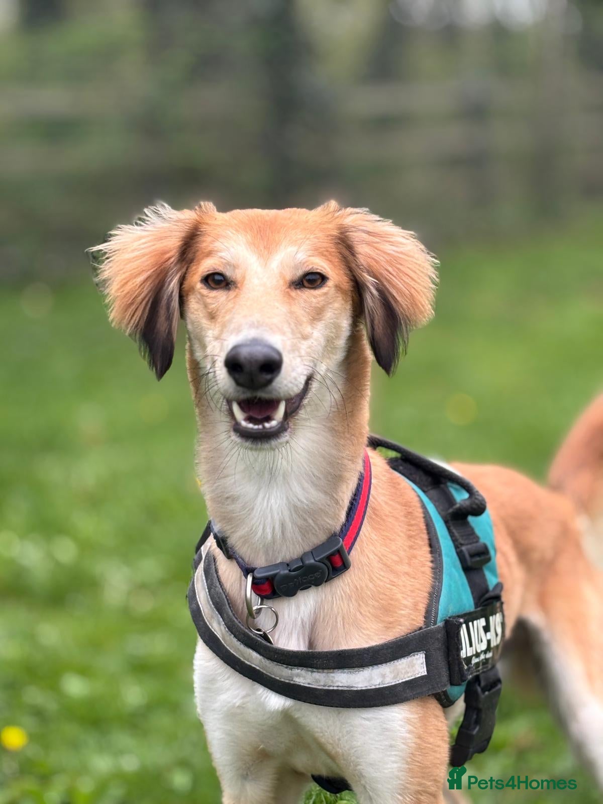 Saluki dogs Falkor - Advert 2