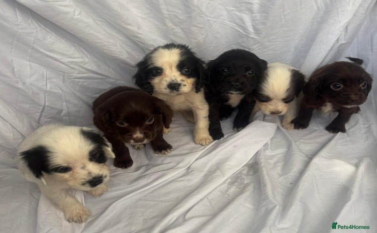 Cocker Spaniel dogs - Advert 12