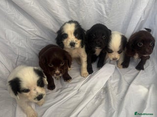 Cocker Spaniel dogs for sale - Advert 1