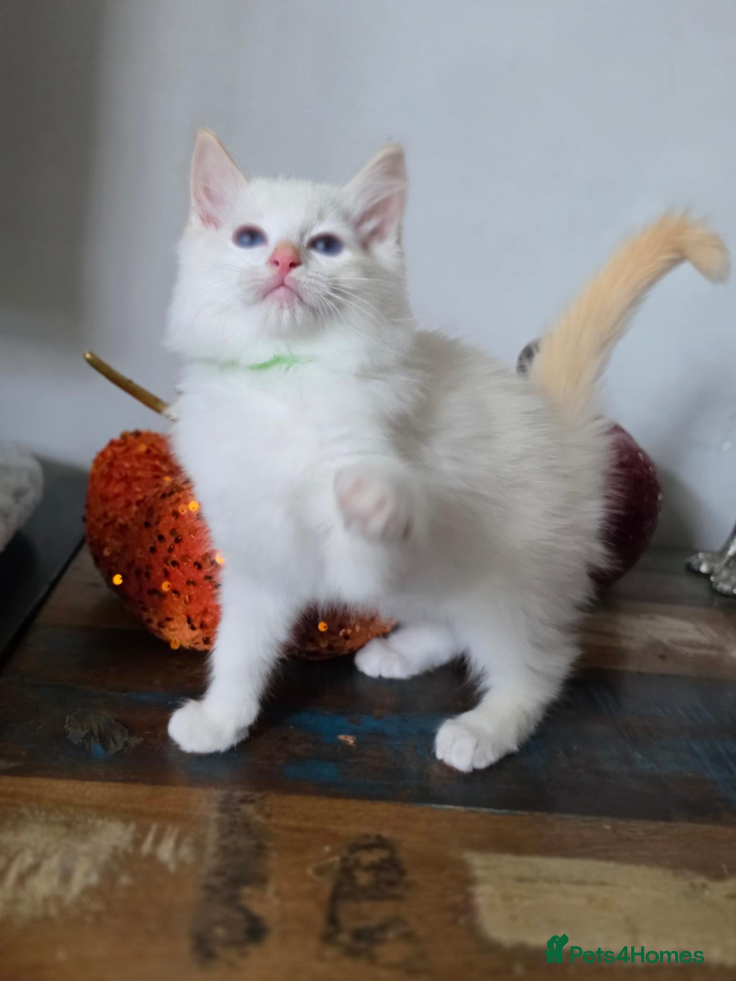 Ragdoll cats GCCF Registered Apricot/Cream boys. - Advert 1