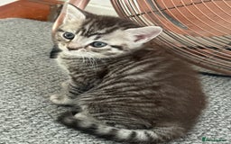 British Shorthair cats for sale: Beautiful half BSH Kittens  - Image 4