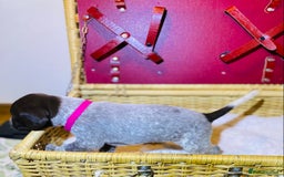 German Shorthaired Pointer dogs for sale: ⭐ 6 adorable German shorthaired pointer puppies ⭐️ - Advert 22