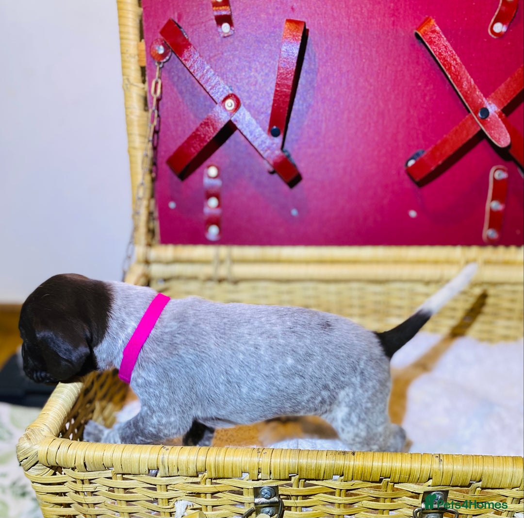 German Shorthaired Pointer dogs for sale: ⭐ 6 adorable German shorthaired pointer puppies ⭐️ - Advert 22