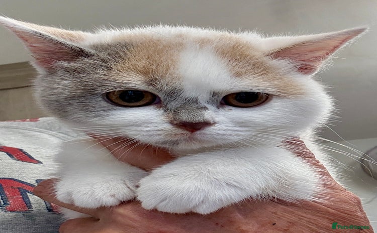 British Shorthair cats - Advert 1