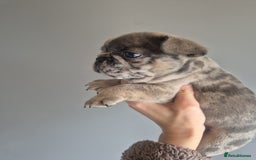 French Bulldog dogs for sale: Husky Panda Koi Frenchie = last 3 ready next week - Image 7