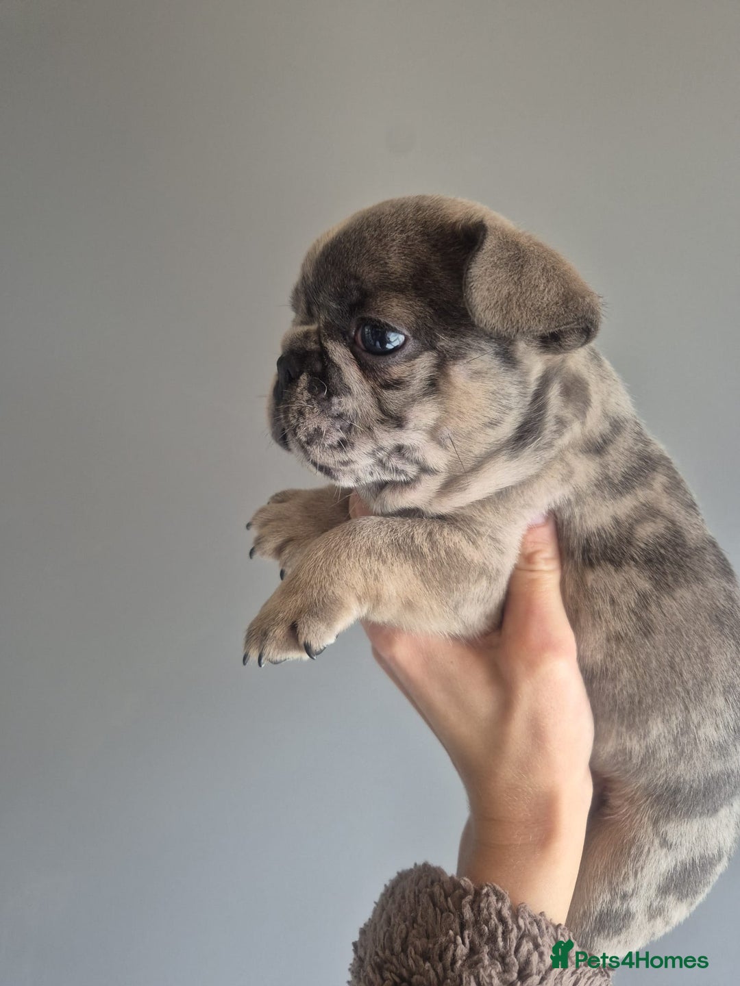 French Bulldog dogs for sale: Husky Panda Koi Frenchie = last 3 ready next week - Image 7