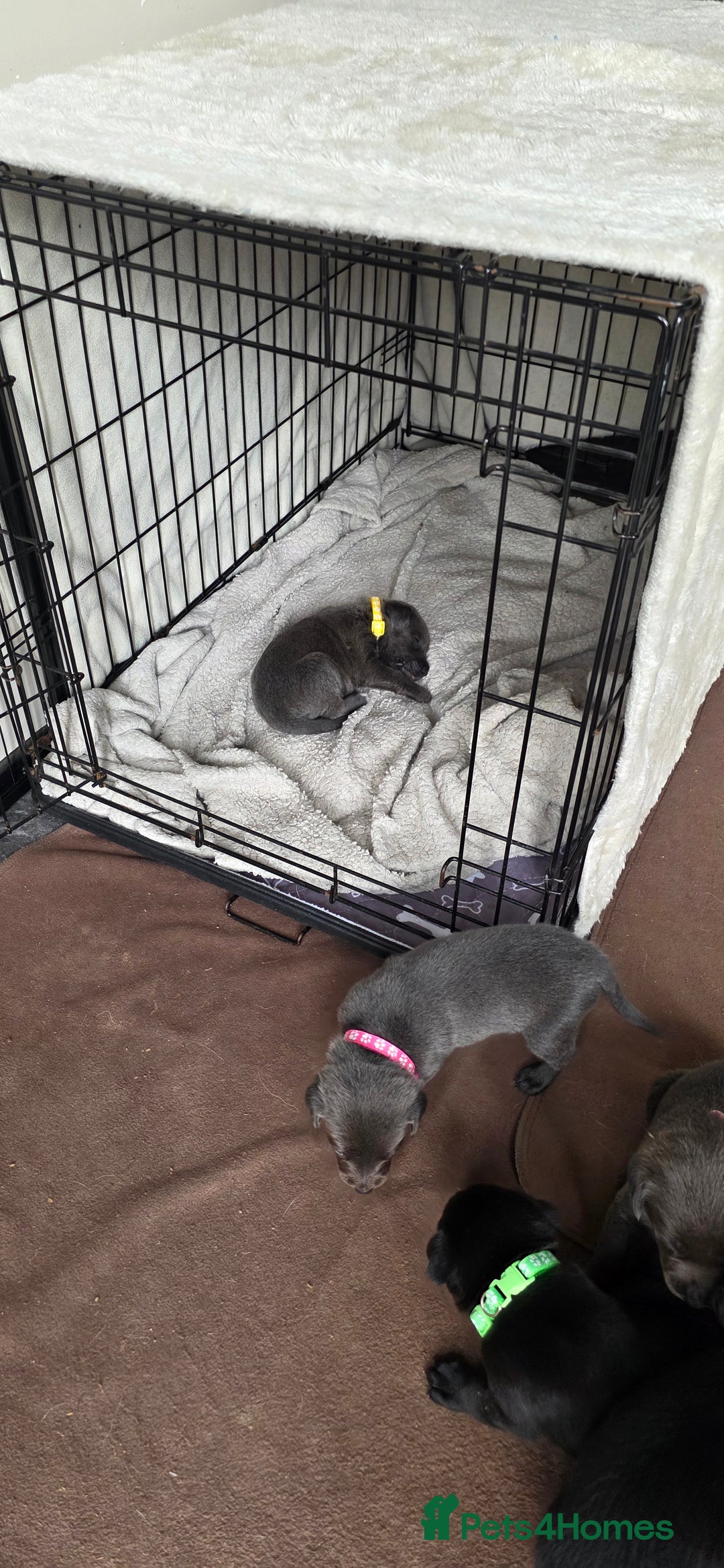 Mixed Breed dogs for sale: Adorable puppies for sale!  - Image 30