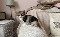 Mixed Breed cats for sale: 4 beautiful kittens ready now  - Image 9