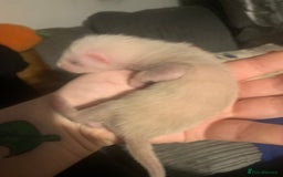 Ferret rodents for sale: 2 female kits available in 2 weeks  - Image 11