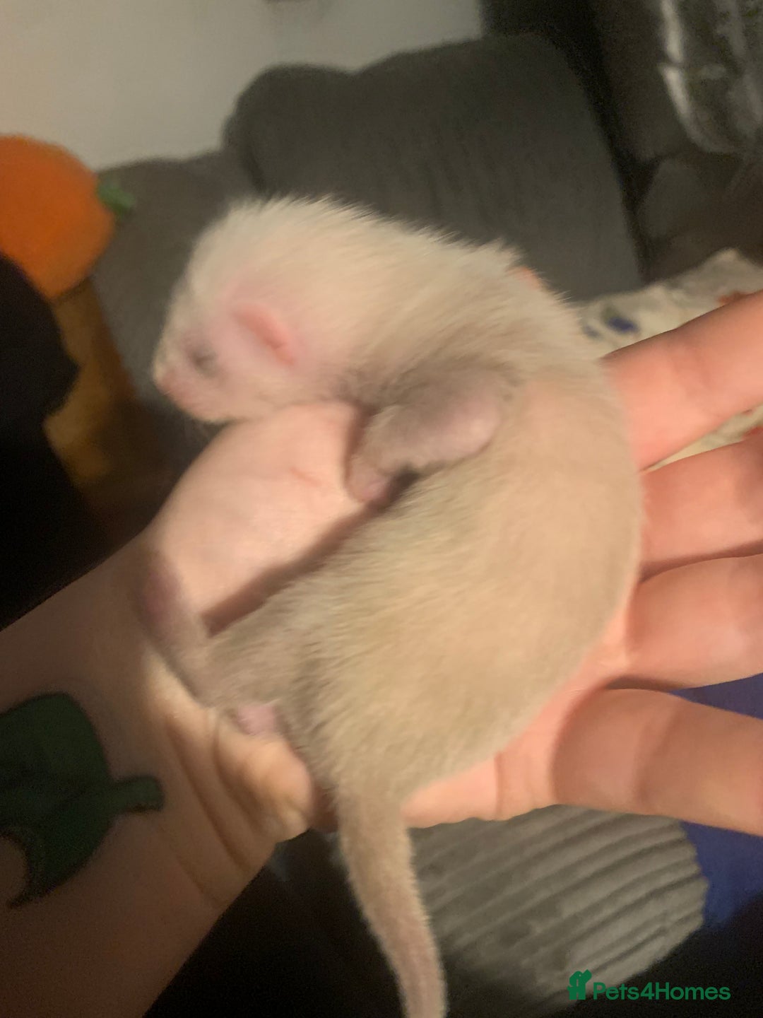 Ferret rodents for sale: 2 female kits available in 2 weeks  - Image 11