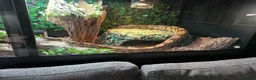 Snake reptiles for sale: Female BCC Common with Vivarium  - Advert 5
