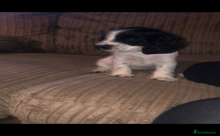 Cocker Spaniel dogs - Advert 2