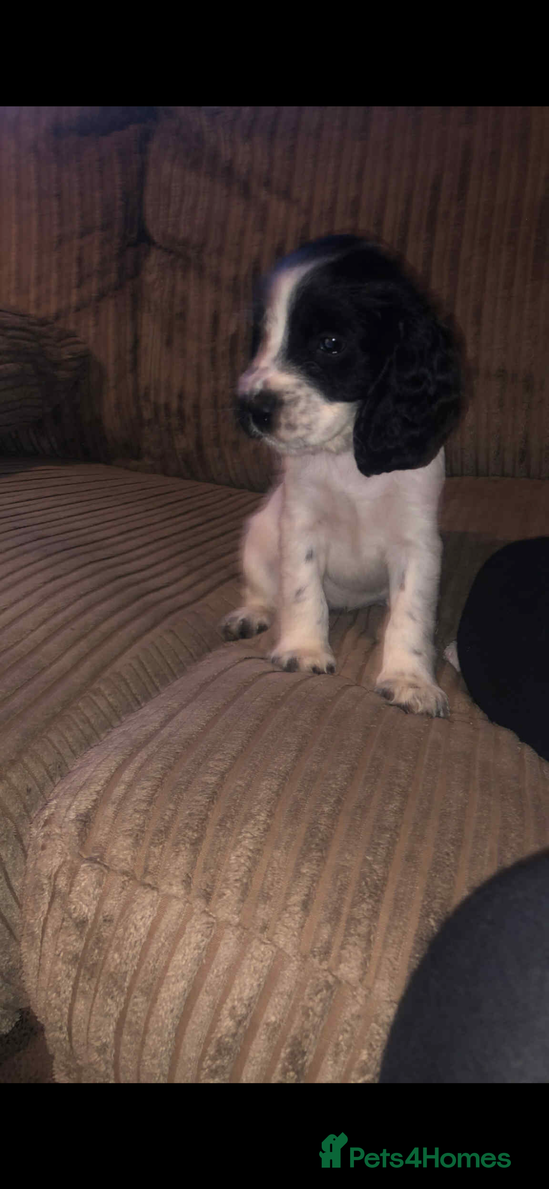 Cocker Spaniel dogs for sale: Cocker spaniel girl puppie  - Image 1
