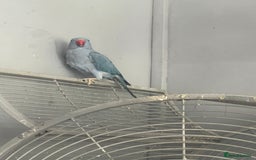Ringnecks birds for sale: Female Indian ringneck - Image 3