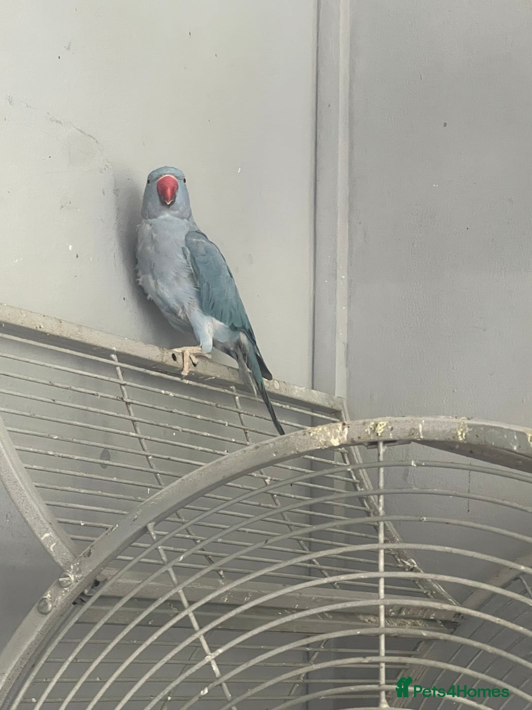 Ringnecks birds for sale: Female Indian ringneck - Image 3