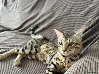 Savannah cats BENGAL x SAVANNAH Male - Advert 1