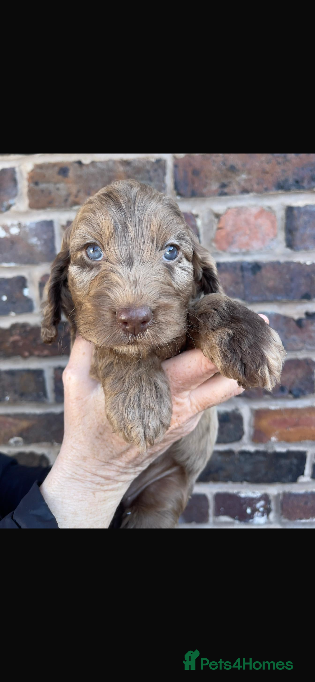 Miniature Poodle dogs for stud: Blue Merle, Chocolate carrier, Miniature stud in Newcastle - Advert 12