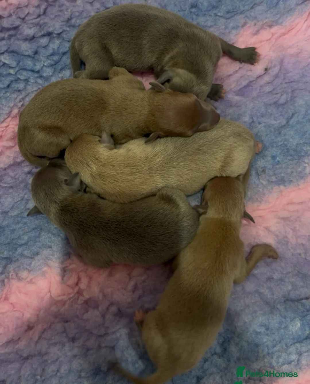 Italian Greyhound dogs for stud: MR MILO AT STUD ( HEALTH TESTED ) in Batley - Advert 22