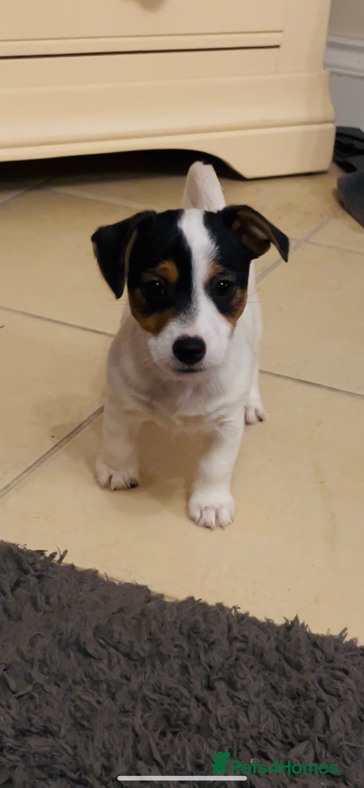 Jack Russell dogs 1 Girl left Jack Russell   - Advert 5