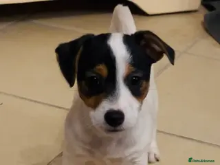 Jack Russell dogs 1 Girl left Jack Russell - Advert 5