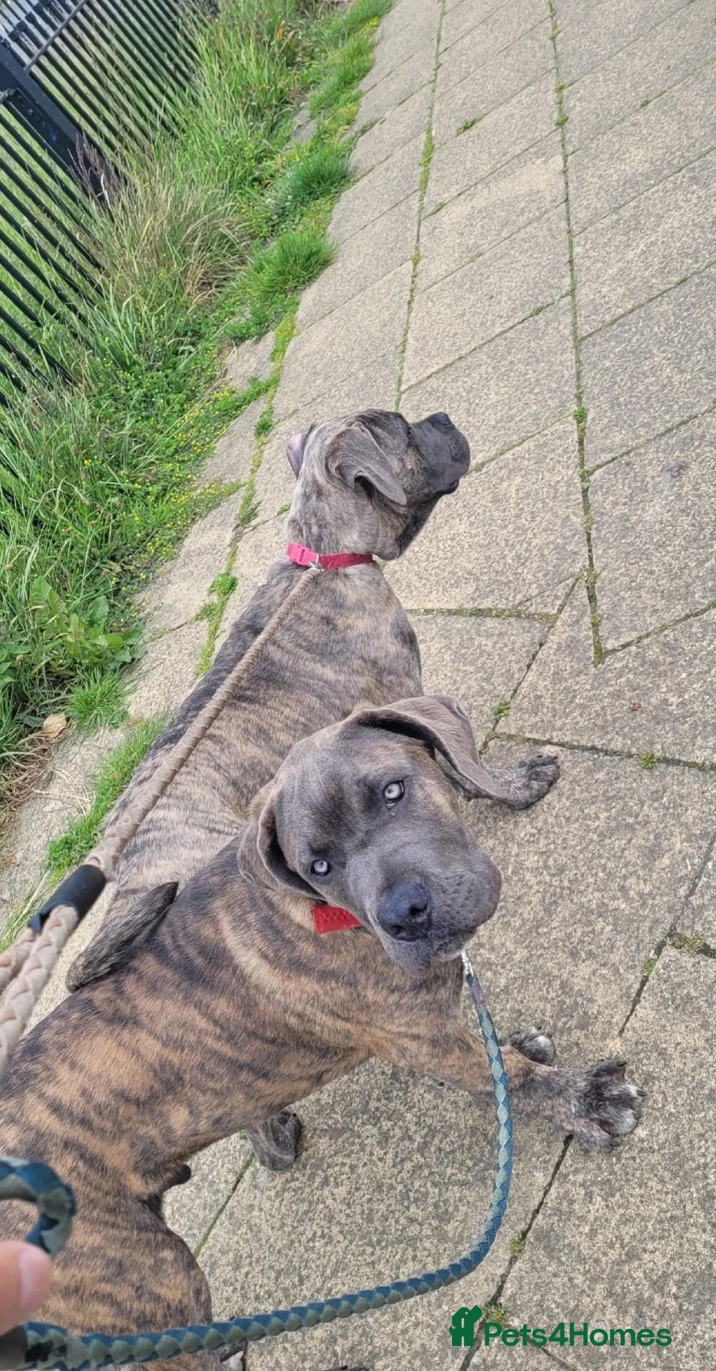 Cane Corso dogs 18 month old for stud  - Advert 1