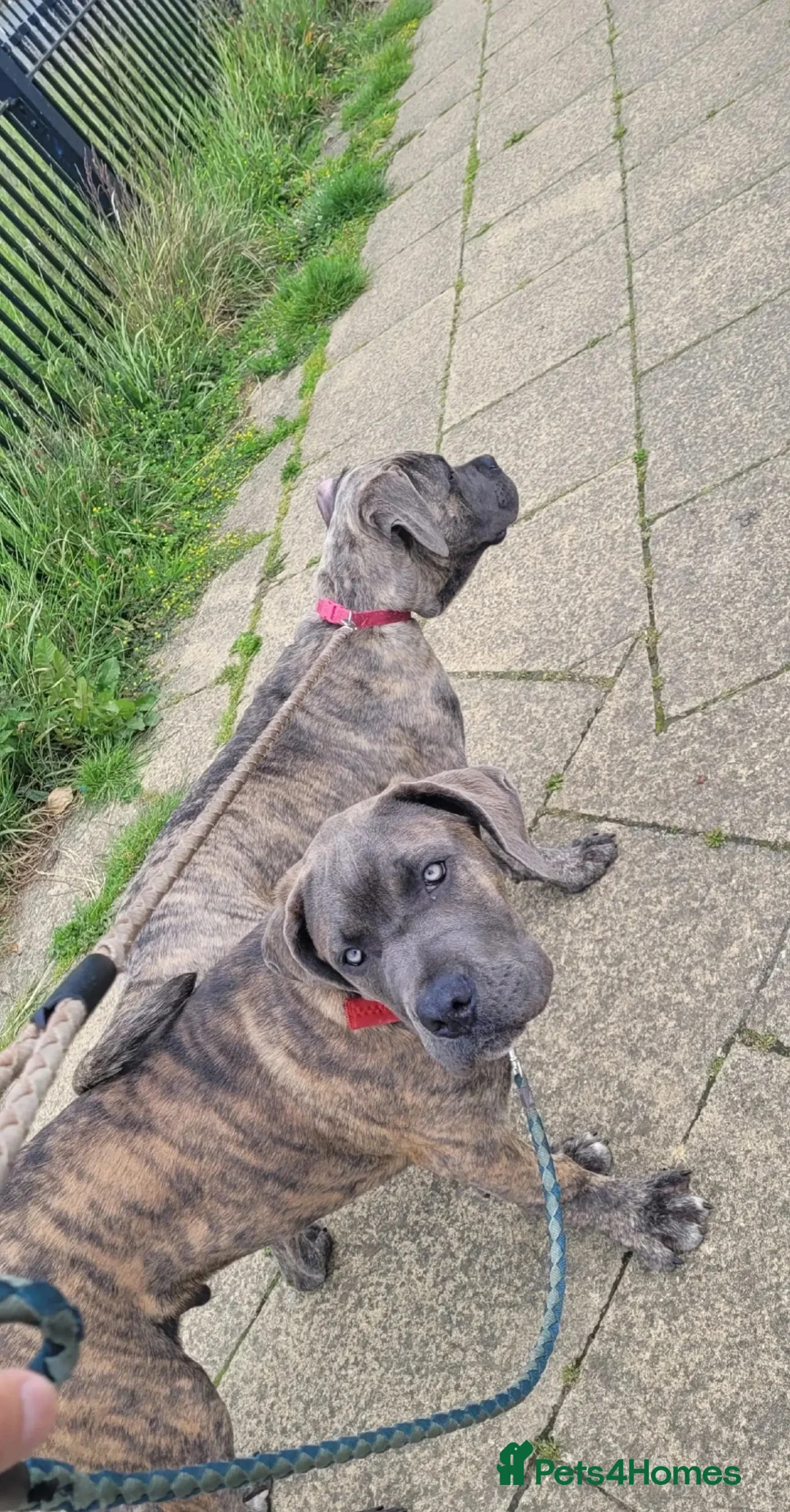 Cane Corso dogs for stud: 18 month old for stud  in Bradford - Advert 1