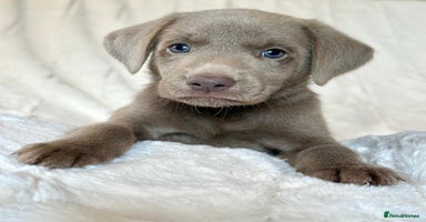 Labrador Retriever dogs - Advert 11