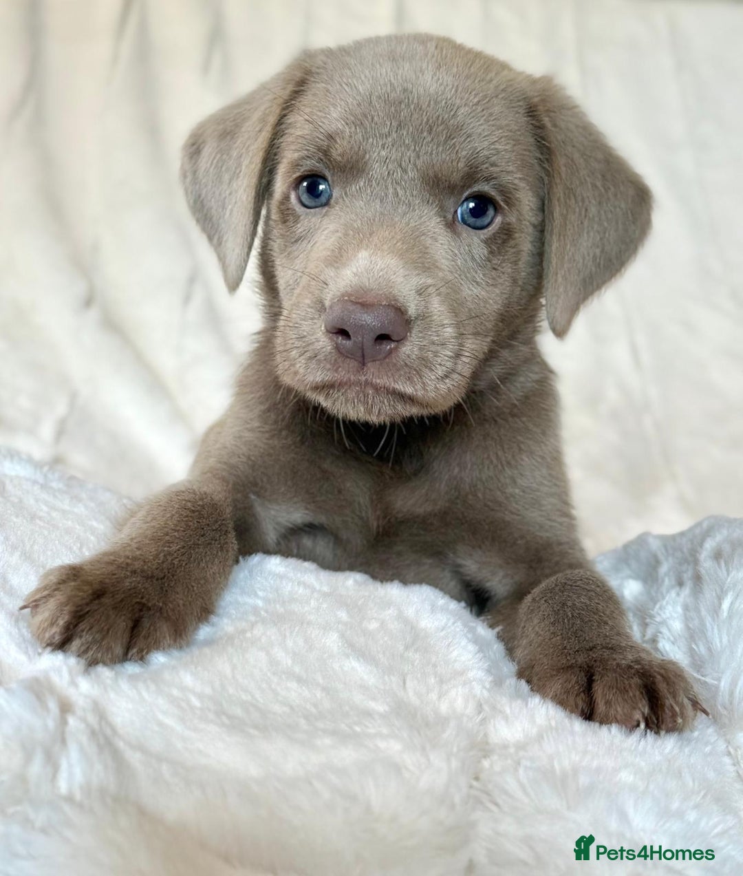 Labrador Retriever dogs for sale: KC Reg Fully Health Tested Labrador Pups - Image 2