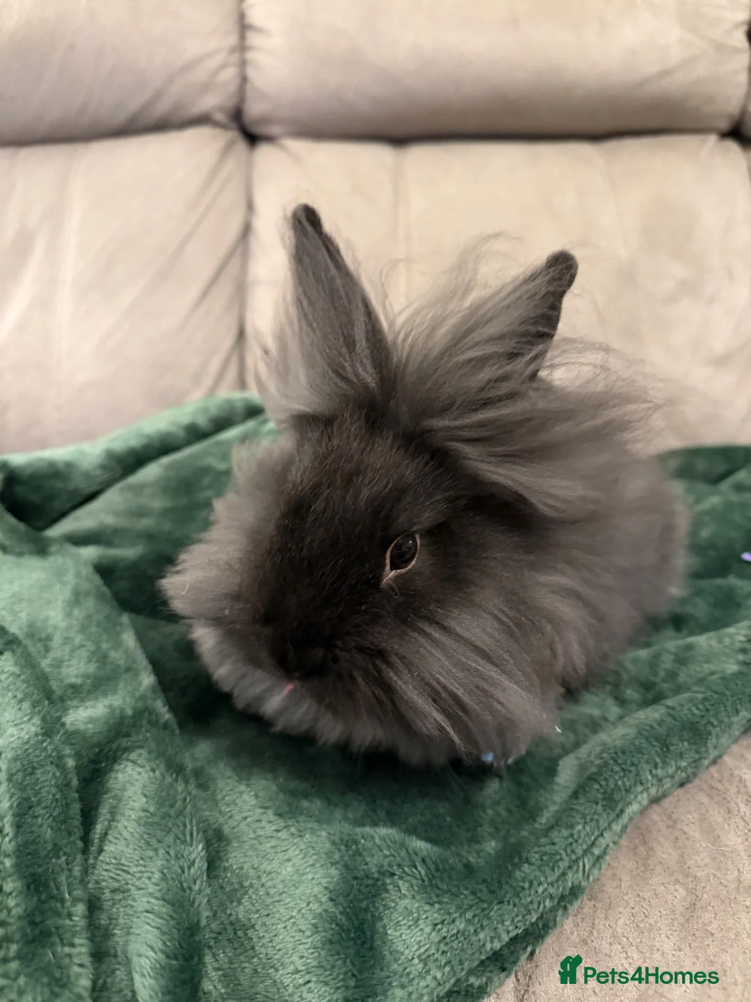 Mixed Breed rabbits for sale: Bondied Bunnies looking for a new home  - Advert 1