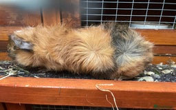 Guinea Pig rodents for sale: 1 boy 2 girl piggies - Image 2